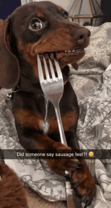 Sausage Dog GIF