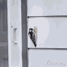 Pecking The Doorbell Viralhog GIF - Pecking The Doorbell Viralhog Bird Makes The Doorbell Ring GIFs
