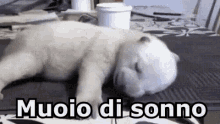 Muoio Sonno Morto Di Sonno Dormire Cane GIF - I Die Sleep Sleepy GIFs