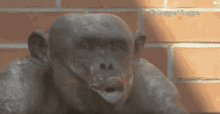 Monkey Lips GIF - Monkey Lips Chimpanzee GIFs