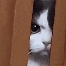 Angry Cat GIF - Angry Cat Door GIFs