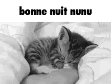 Bonne Nuit Nunu Nunu GIF - Bonne Nuit Nunu Nunu Petit Chat GIFs