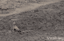 Walking Ducks GIF - Walking Ducks Seagulls GIFs