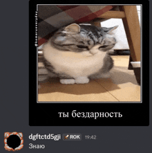 a picture of a cat with the time 19:42