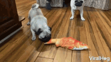 Bite Two Pugs And A Fish GIF - Bite Two Pugs And A Fish Pug GIFs