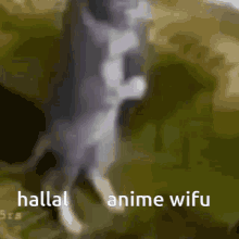 Hallal Cat Cool Hallal GIF