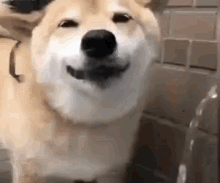 Dog Smiling GIF - Dog Smiling Cute GIFs