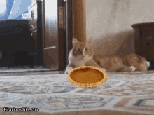 Happy Thanksgiving My Pie GIF - Happy Thanksgiving My Pie GIFs