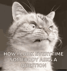 Angry Cat GIF - Angry Cat Grumpy GIFs