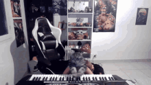 piano cat