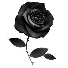 silhouette rose