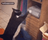 Me During This Hot Summer.Gif GIF - Me During This Hot Summer Cat Pet GIFs