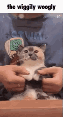 Wiggle Cat GIF - Wiggle Cat Cat Dance GIFs