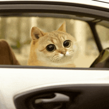 Catcoin Cat Meme GIF - Catcoin Cat Meme Cat Memes GIFs