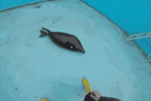 a close up of a turtle swimming in the water