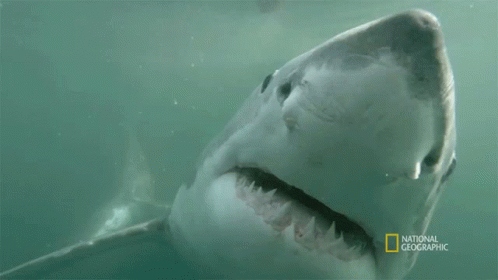 shark bite gif