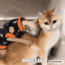 Mr Logan Him GIF - Mr Logan Him Gif GIFs