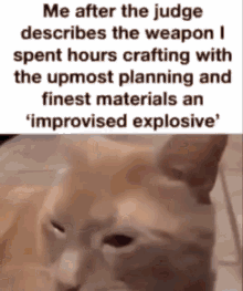 Cat Explosive GIF