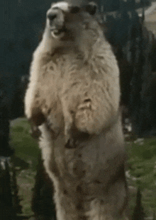 Scotty Groundhog Marmot Scream GIF