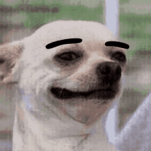 Dog Smile GIF - Dog Smile Eyebrows GIFs