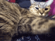 Cat Cuddle GIF - Cat Cuddle Reach GIFs