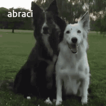 Abraci Hug GIF - Abraci Hug Dog GIFs