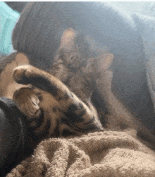 Yawn Boring GIF - Yawn Boring Tired Cat GIFs