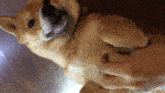 Shiba Inu Pup GIF - Shiba Inu Shiba Pup GIFs