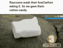 raccoon food wash hygiene racoons cotton candy dissolved