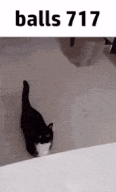 a black and white cat is walking on the floor next to a table .