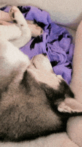 a dog laying on a couch with a purple blanket