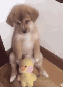 Puppy Unhappy GIF - Puppy Unhappy Cute GIFs
