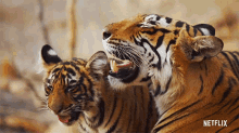 tiger life in color with david attenborough cub cuddling mother and son