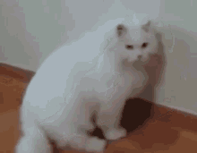 Cat Lazy GIF - Cat Lazy Sit GIFs