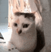 Mrs Kirby Hello Street Cat GIF - Mrs Kirby Hello Street Cat Ms Kirby GIFs