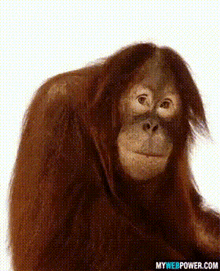 a close up of an orangutan with the website mywebpower.com in the lower right corner