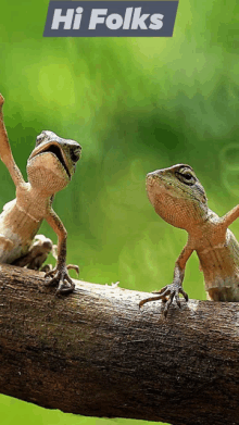 Hello Its Me Frogs GIF - Hello Its Me Frogs GIFs
