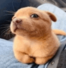 a small dog is sitting on a person 's lap and looking up at the camera .