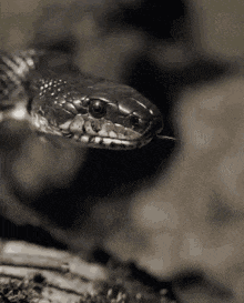 Black Snake GIF - Black Snake Tongue GIFs