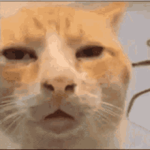 Psp1g Cats GIF - Psp1g Cats Where He Looking GIFs