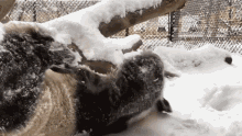Playing Snow Watch Playful Pandas Frolic In The Snow GIF