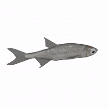 gray fish