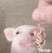 Pig Eating GIF - Pig Eating Sleep Time GIFs