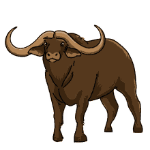 buffalo buffalo