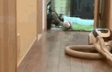 Ferret Excited GIF - Ferret Excited To GIFs