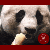 Panda Panda Bear GIF - Panda Pand Panda Bear GIFs