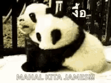 Panda Hug GIF - Panda Hug Cuddle GIFs