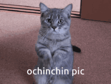 Cat Begging GIF - Cat Begging Ochinchin GIFs