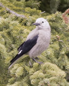 a small bird perched on a tree branch