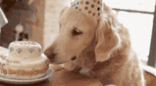 Cakelover Partydog GIF - Cakelover Partydog Birthday GIFs